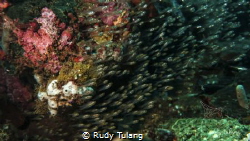 i am small by Rudy Tulang 